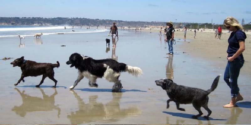 se permiten perros en las playas del condado de volusia