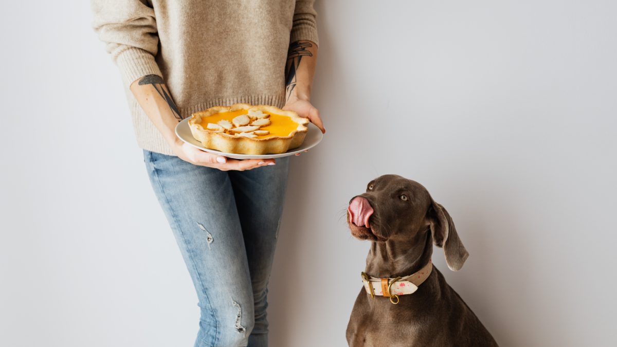 pueden los perros probar la comida picante