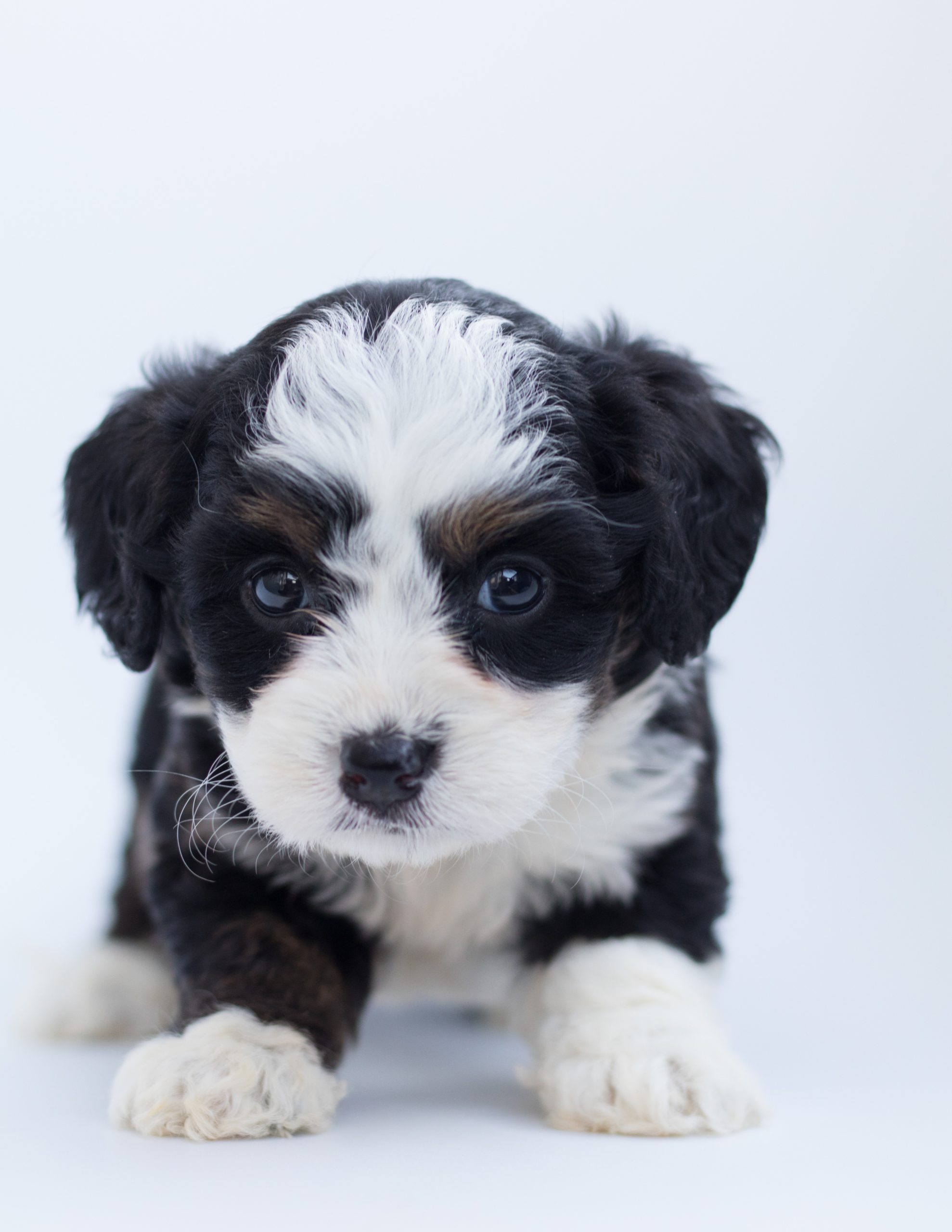 cuanto ejercicio necesita un bernedoodle